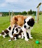  - Liste d'Attente pour la Prochaine Portée de Chiots Saint-Bernard