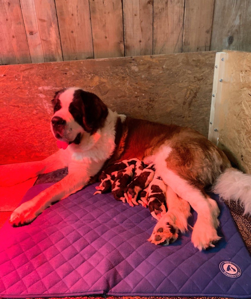 chiot Chien du Saint-Bernard Totem Bau