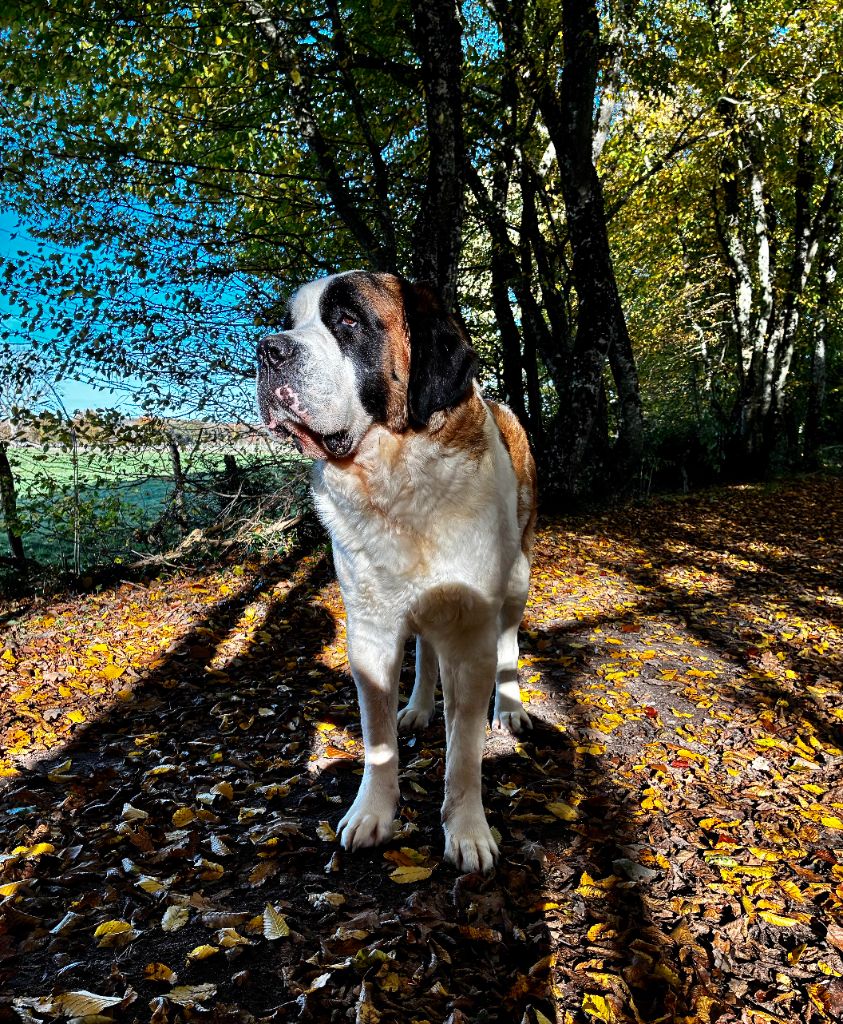 Marylin della torre di persia