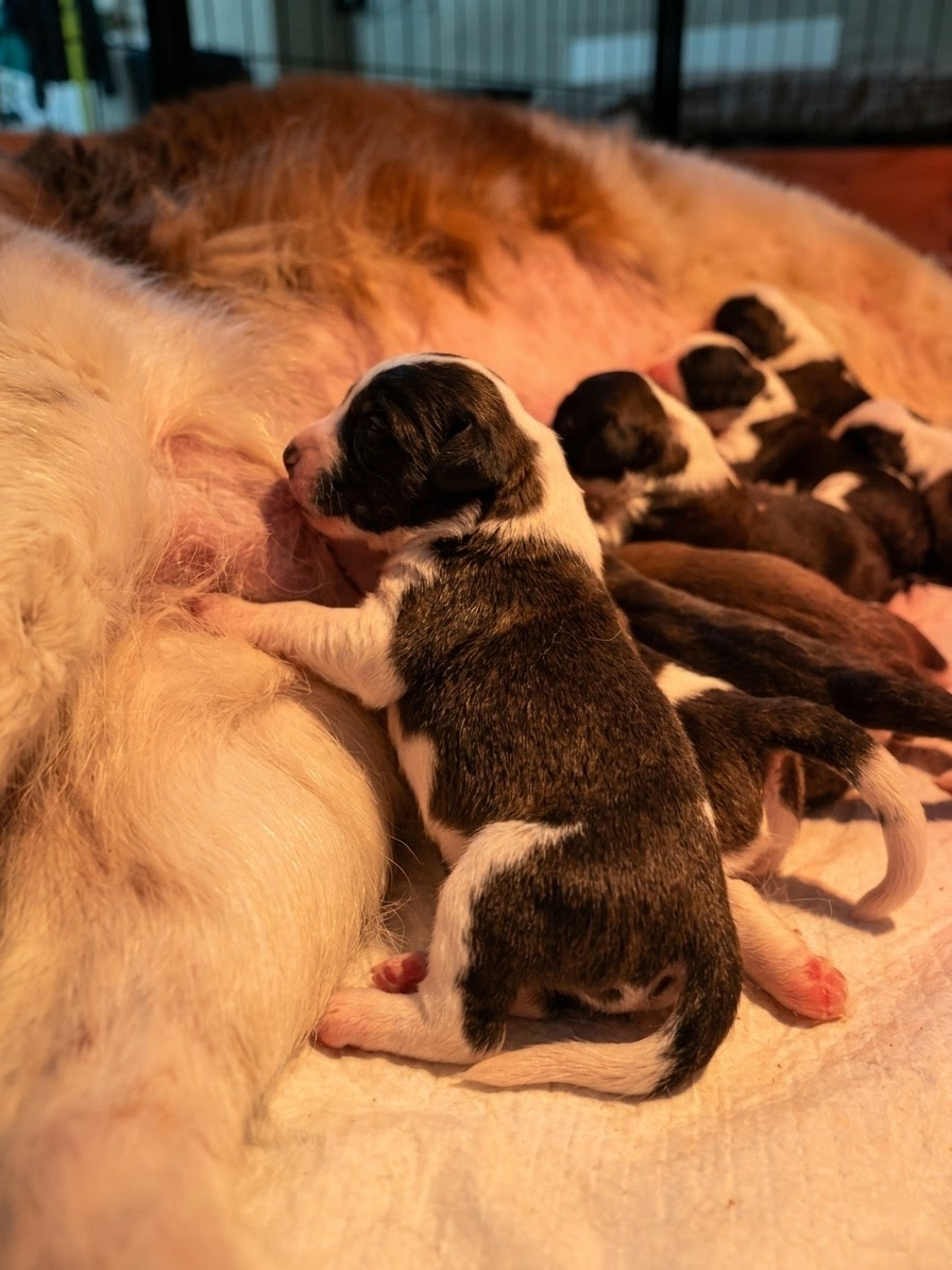 🌟 Éclosion de Bonheur chez Totem Bau : 8 Petits Oursons sont nés ! 🌟
