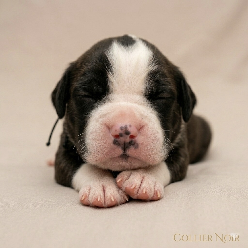 Totem Bau - Chiots disponibles - Chien du Saint-Bernard