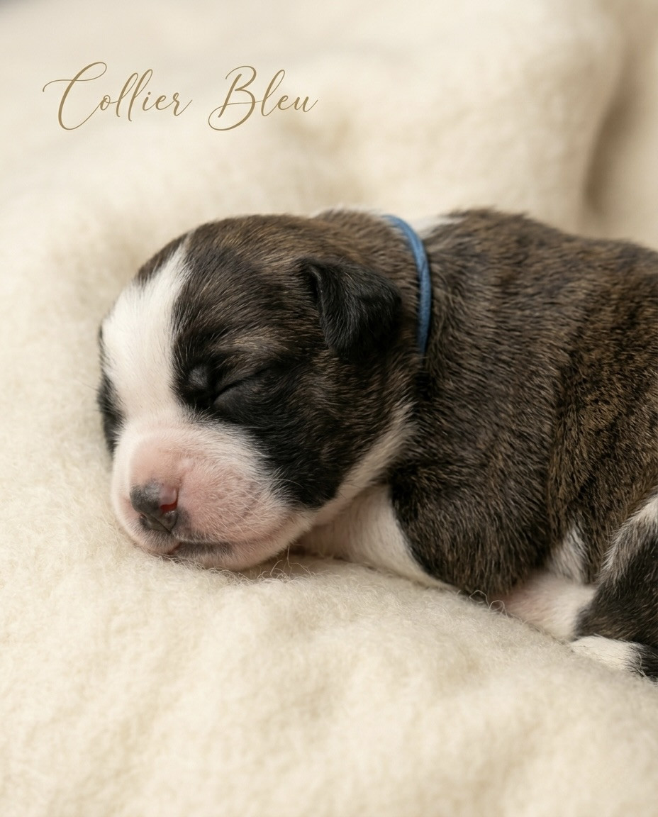 Totem Bau - Chiots disponibles - Chien du Saint-Bernard