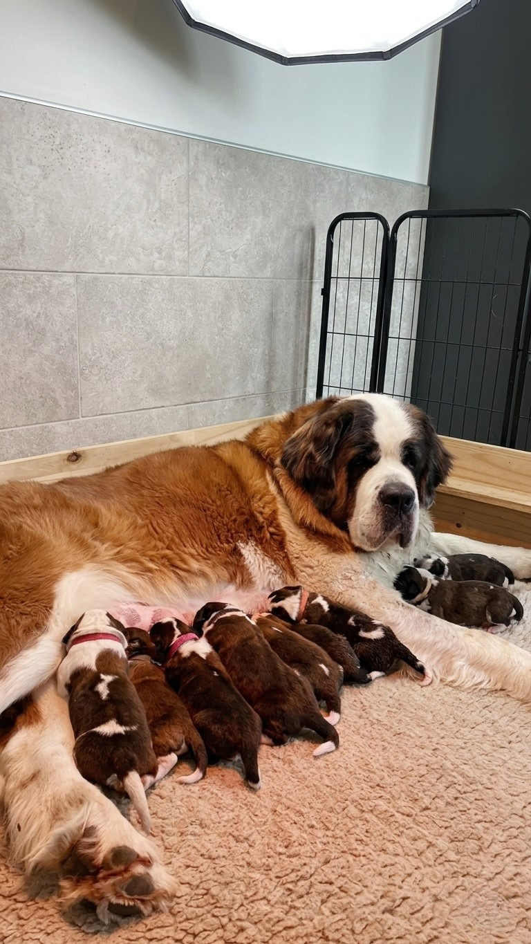 Totem Bau - Chien du Saint-Bernard - Portée née le 17/03/2026