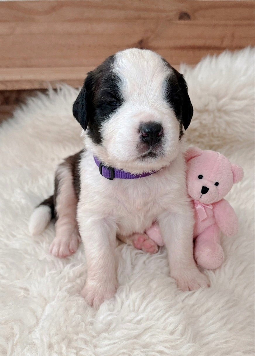 Totem Bau - Chiots disponibles - Chien du Saint-Bernard