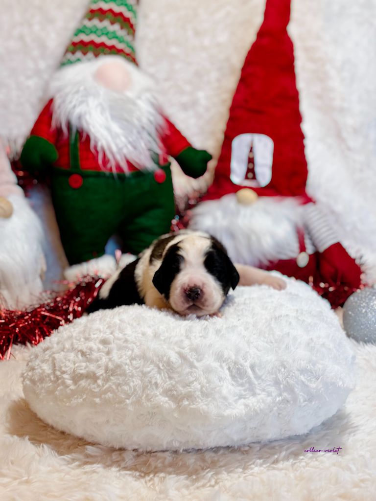 Totem Bau - Chiots disponibles - Chien du Saint-Bernard