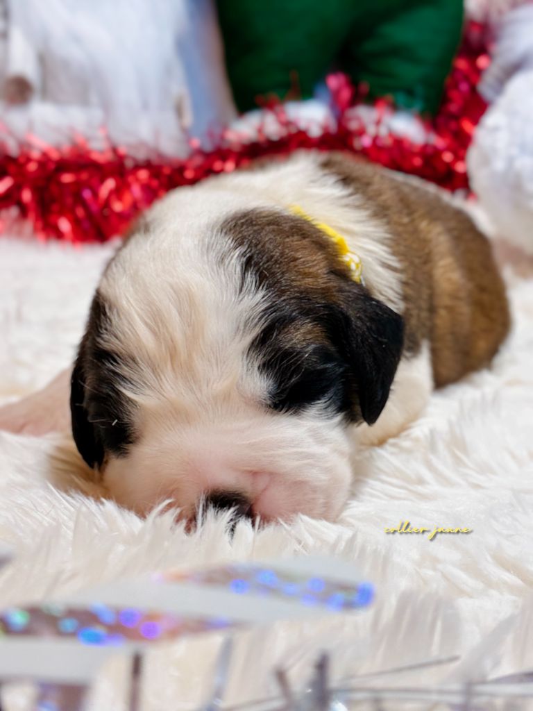 Totem Bau - Chiots disponibles - Chien du Saint-Bernard