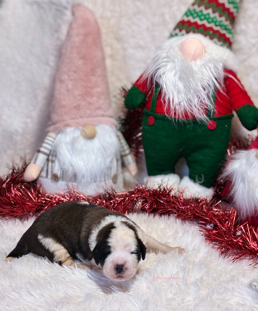 Totem Bau - Chiots disponibles - Chien du Saint-Bernard