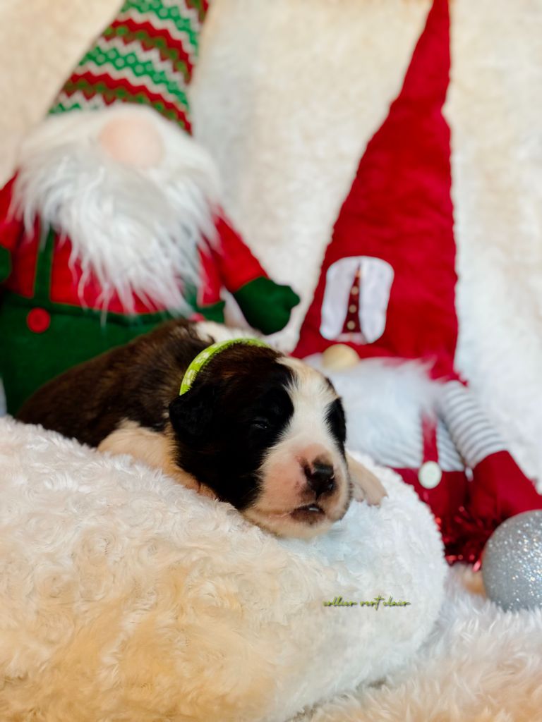 Totem Bau - Chiots disponibles - Chien du Saint-Bernard