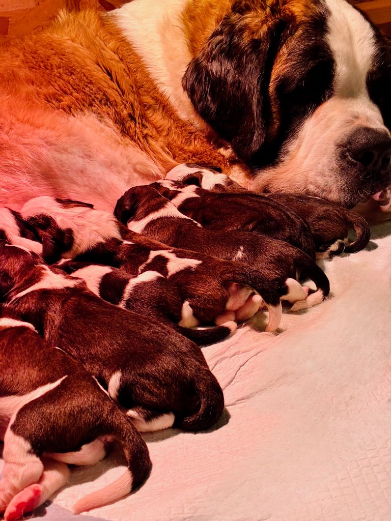 Chiot Chien du Saint-Bernard Totem Bau